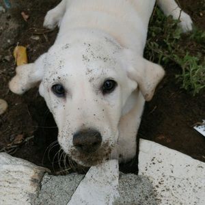 Meet your Posher, Sammie